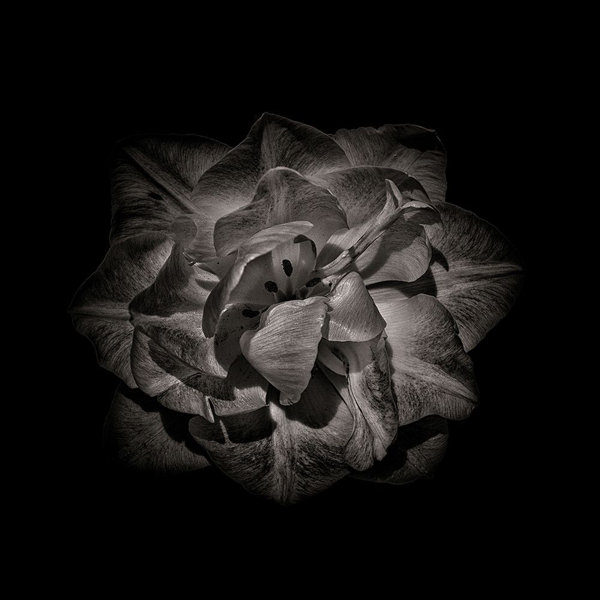 Ebern Designs Black And White Peony II Poster Print By Brian Carson (24